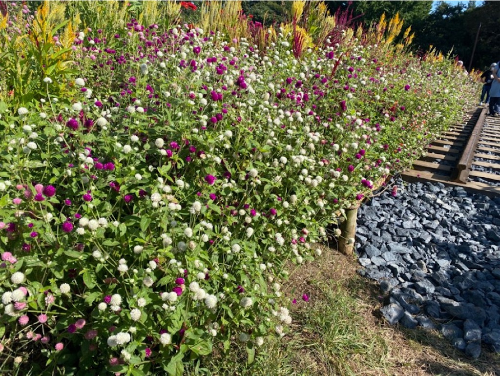 f:id:wakuwakushincha:20231008232237j:image f:id:wakuwakushincha:20231008232237j:image