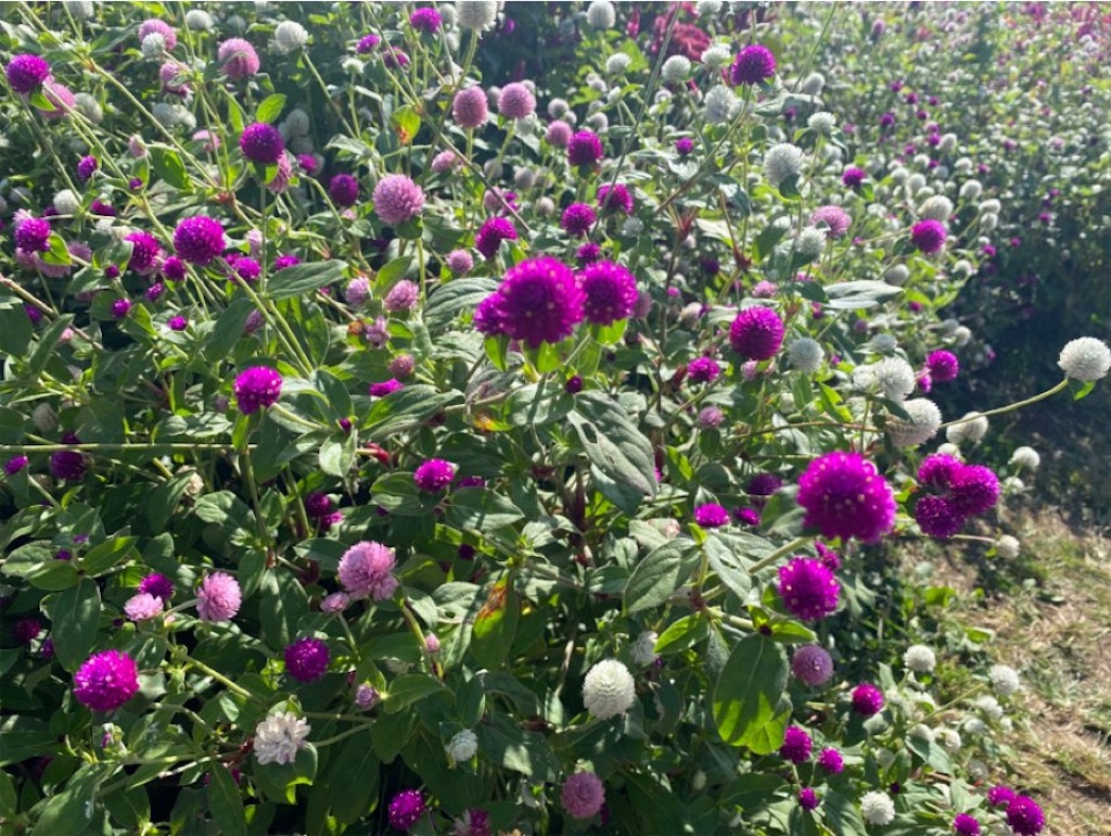 f:id:wakuwakushincha:20231008232326j:image f:id:wakuwakushincha:20231008232326j:image