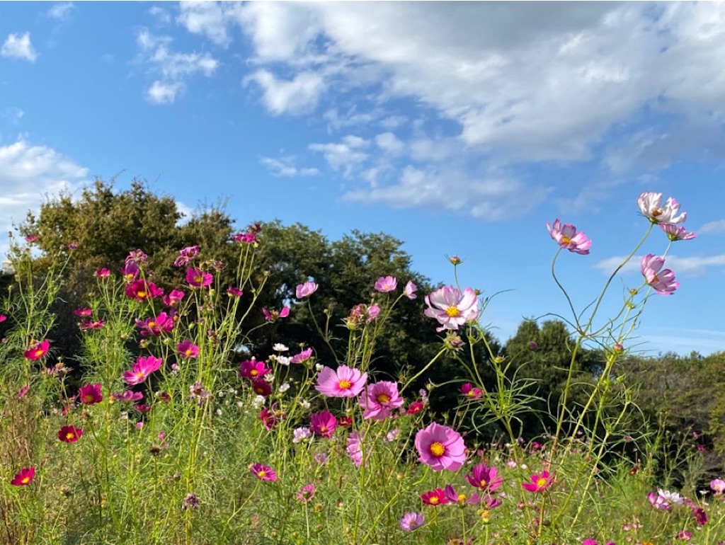 f:id:wakuwakushincha:20231009202648j:image f:id:wakuwakushincha:20231009202648j:image