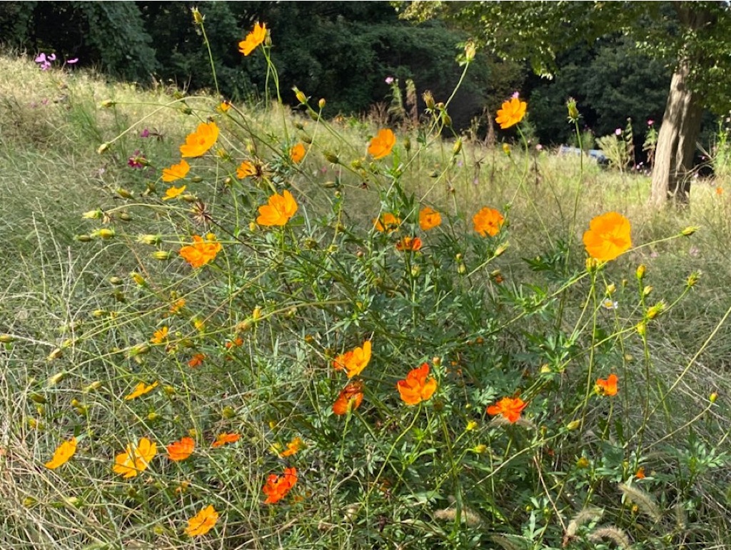 f:id:wakuwakushincha:20231009205533j:image f:id:wakuwakushincha:20231009205533j:image