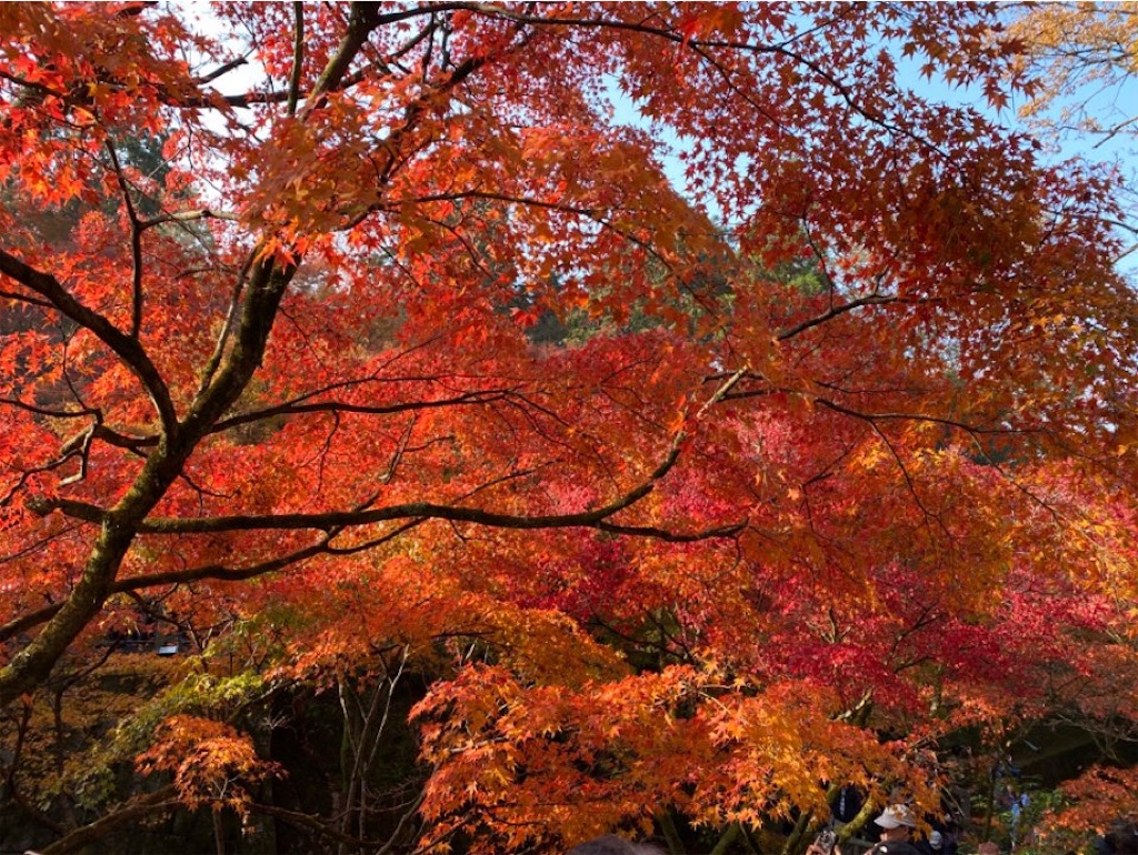 f:id:wakuwakushincha:20231208234216j:image f:id:wakuwakushincha:20231208234216j:image