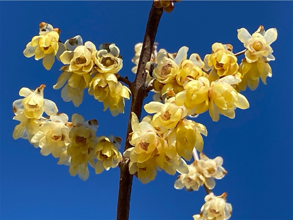 f:id:wakuwakushincha:20240113182016j:image f:id:wakuwakushincha:20240113182016j:image