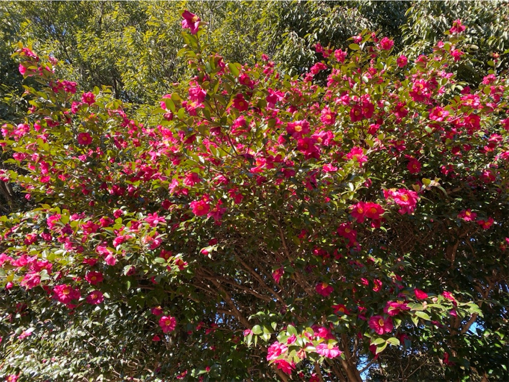 f:id:wakuwakushincha:20240113190137j:image f:id:wakuwakushincha:20240113190137j:image