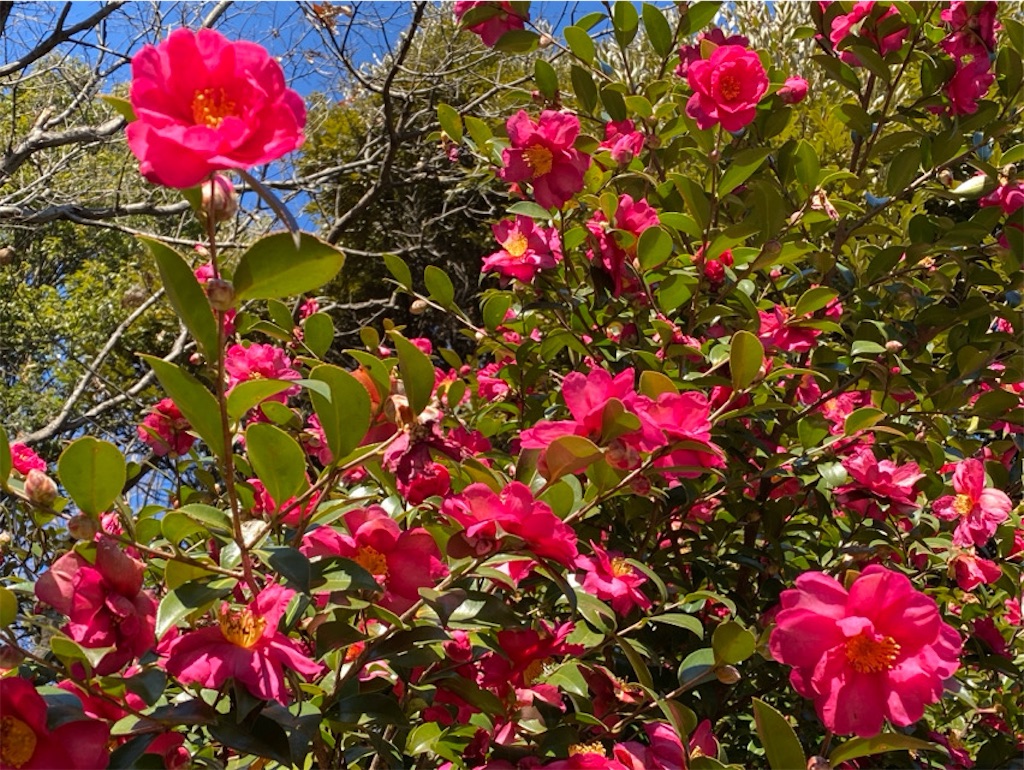 f:id:wakuwakushincha:20240113190401j:image f:id:wakuwakushincha:20240113190401j:image