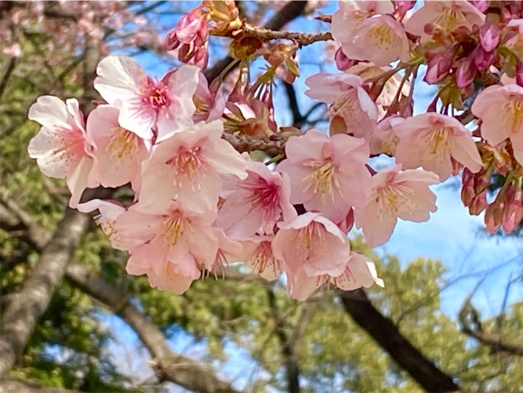 f:id:wakuwakushincha:20240210203355j:image