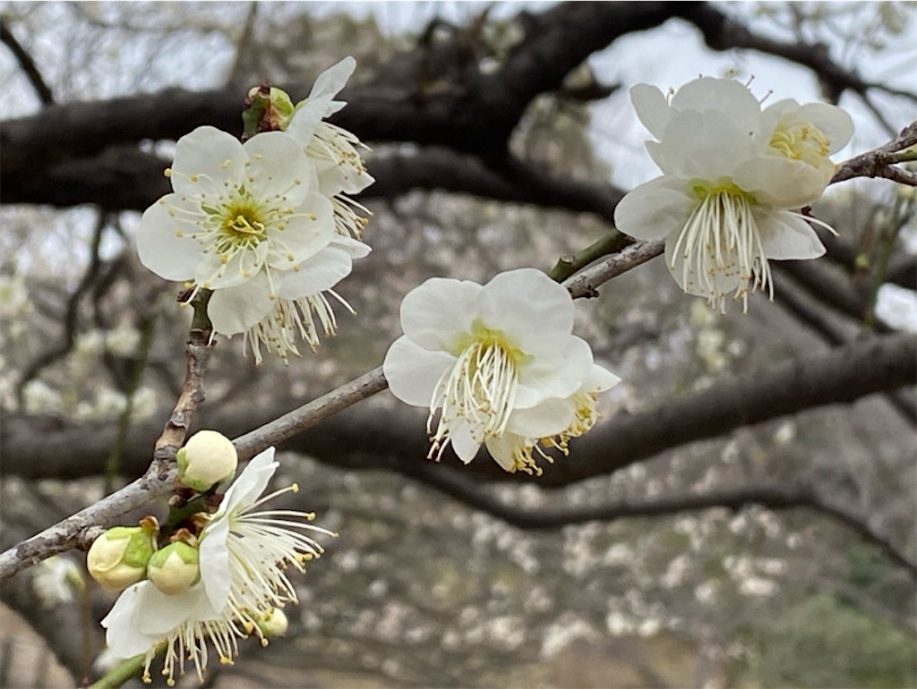 f:id:wakuwakushincha:20240219225345j:image f:id:wakuwakushincha:20240219225345j:image