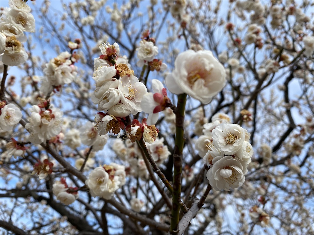 f:id:wakuwakushincha:20240219225625j:image f:id:wakuwakushincha:20240219225625j:image