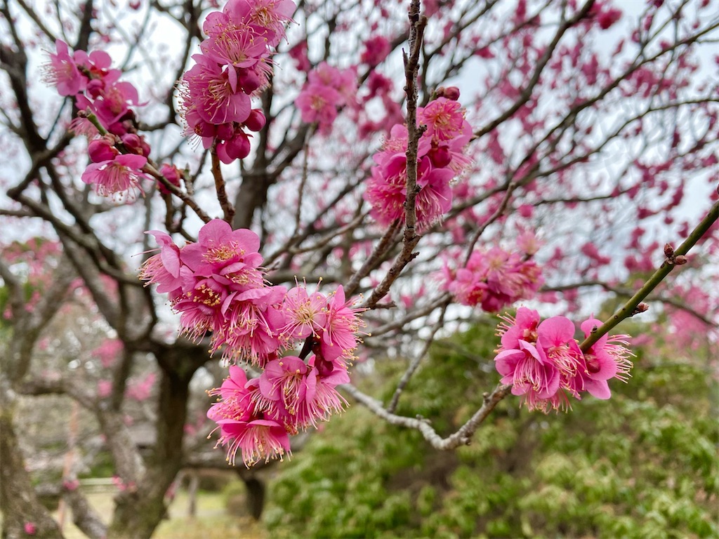 f:id:wakuwakushincha:20240220193650j:image f:id:wakuwakushincha:20240220193650j:image