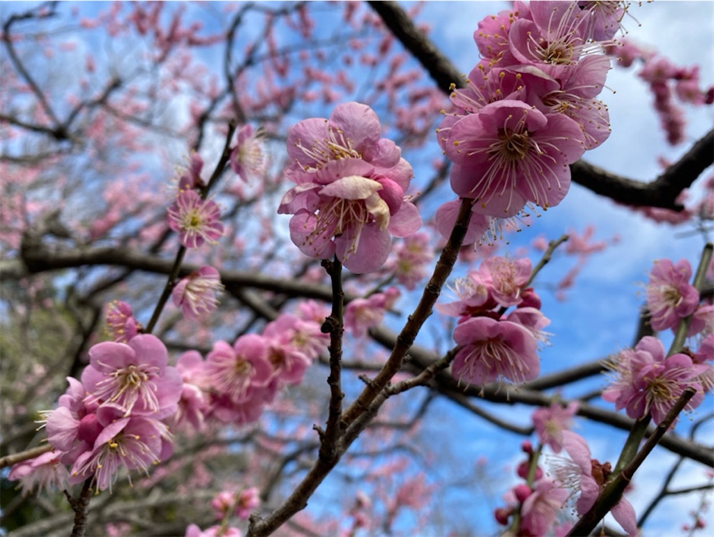 f:id:wakuwakushincha:20240220205309j:image f:id:wakuwakushincha:20240220205309j:image