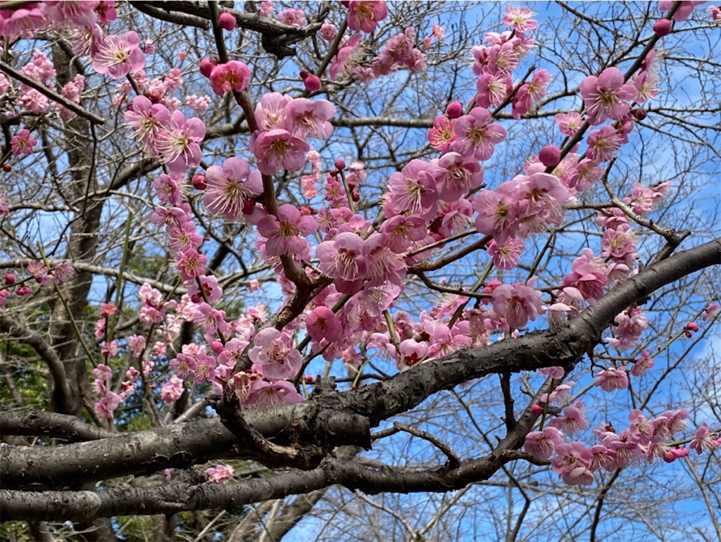 f:id:wakuwakushincha:20240220205454j:image f:id:wakuwakushincha:20240220205454j:image