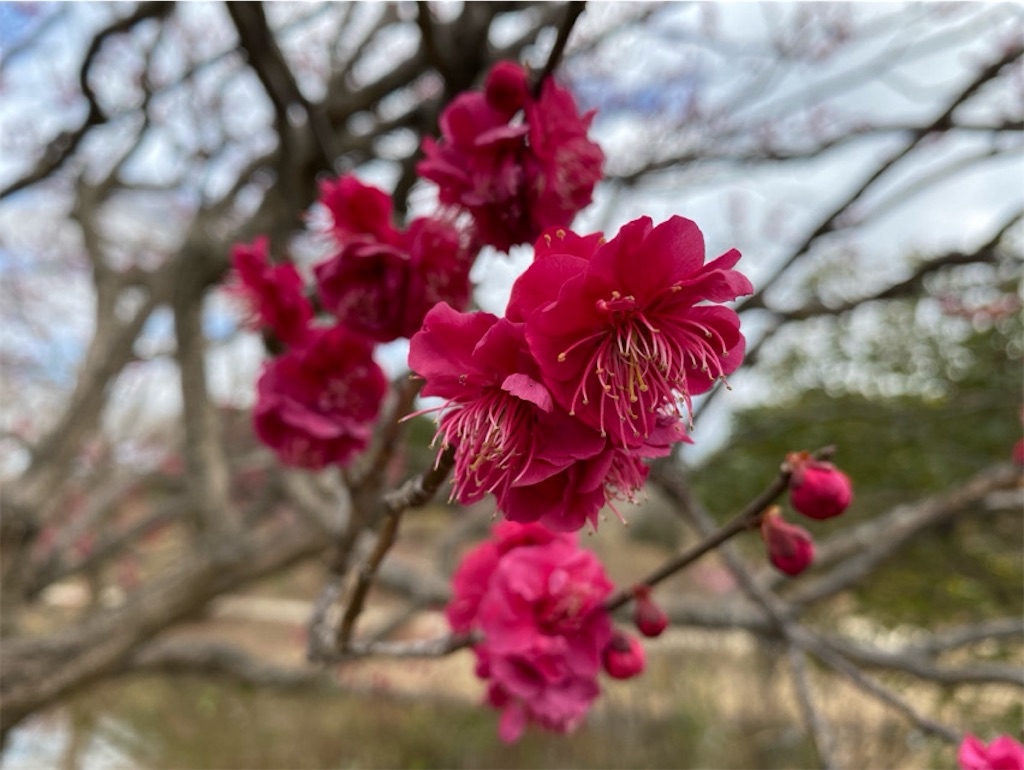 f:id:wakuwakushincha:20240220210057j:image f:id:wakuwakushincha:20240220210057j:image