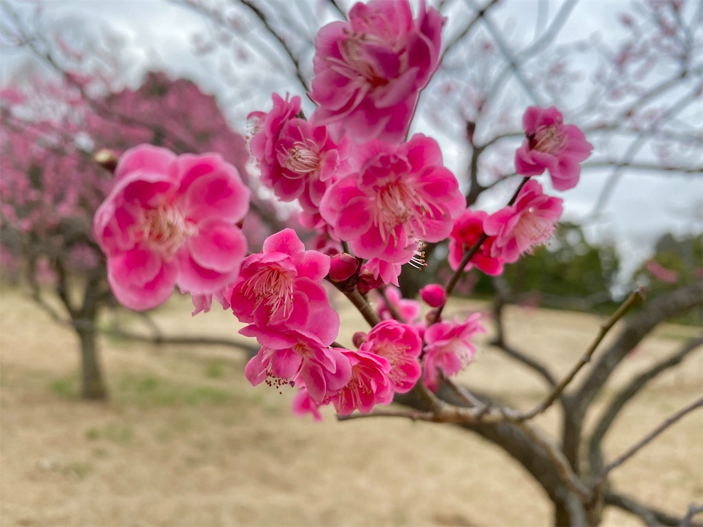 f:id:wakuwakushincha:20240220210225j:image f:id:wakuwakushincha:20240220210225j:image