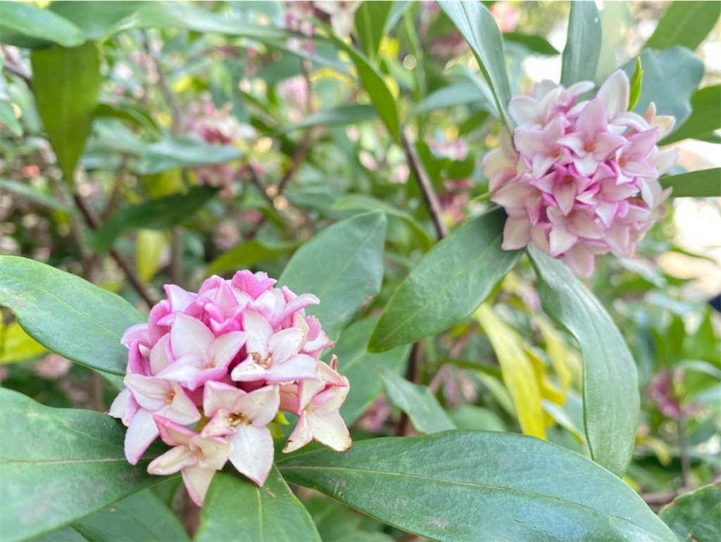 f:id:wakuwakushincha:20240320211722j:image f:id:wakuwakushincha:20240320211722j:image