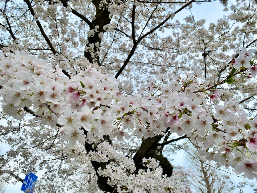 f:id:wakuwakushincha:20240411212300j:image f:id:wakuwakushincha:20240411212300j:image