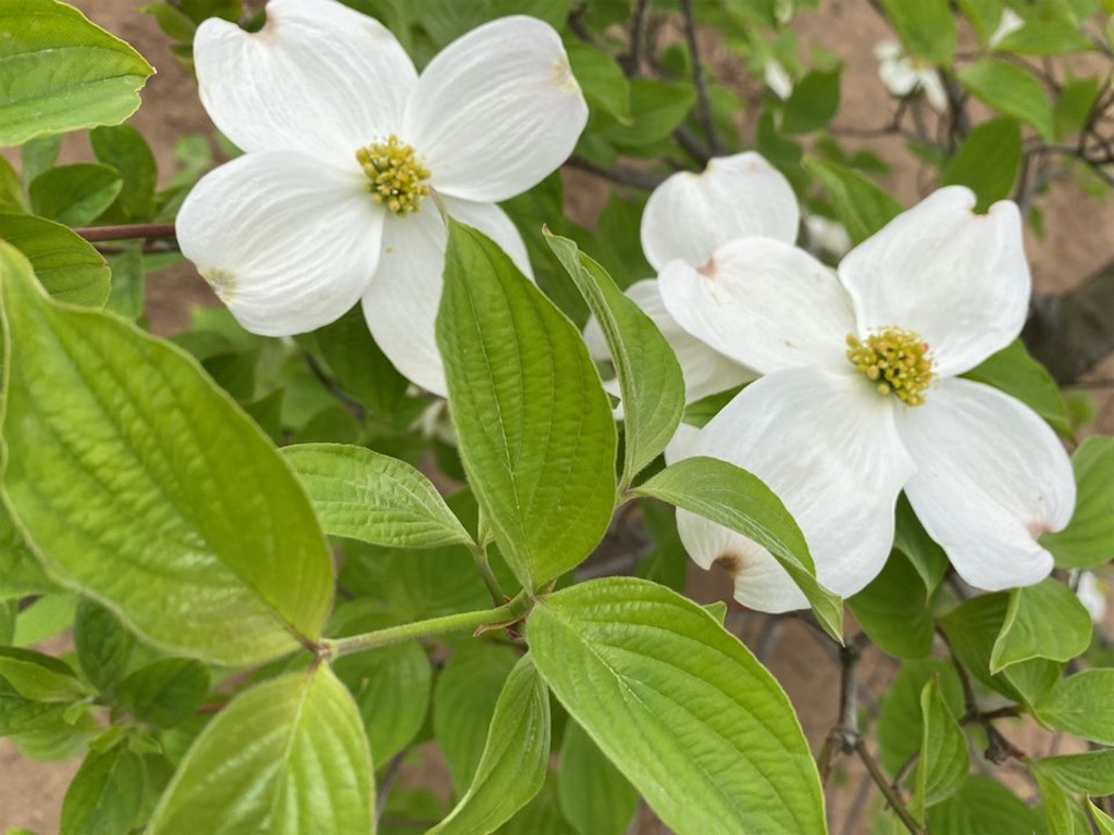 f:id:wakuwakushincha:20240421223230j:image f:id:wakuwakushincha:20240421223230j:image