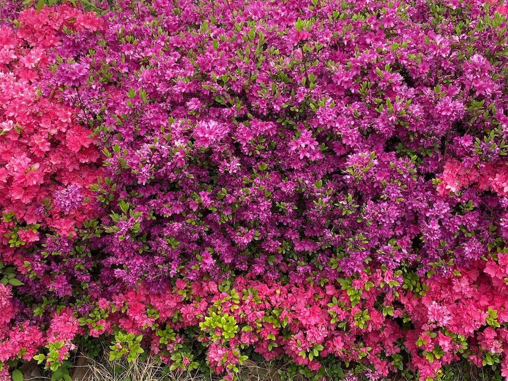 f:id:wakuwakushincha:20240423071213j:image f:id:wakuwakushincha:20240423071213j:image