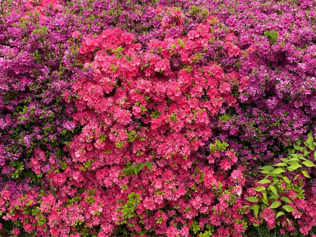 f:id:wakuwakushincha:20240423071225j:image f:id:wakuwakushincha:20240423071225j:image