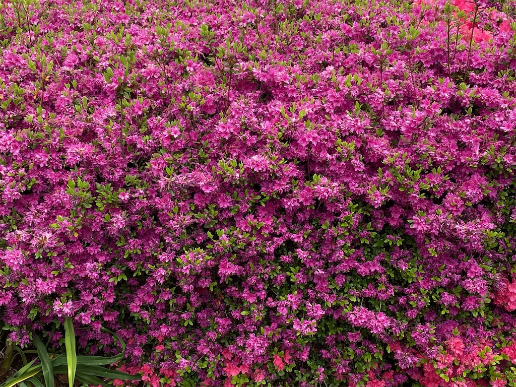 f:id:wakuwakushincha:20240423071239j:image f:id:wakuwakushincha:20240423071239j:image