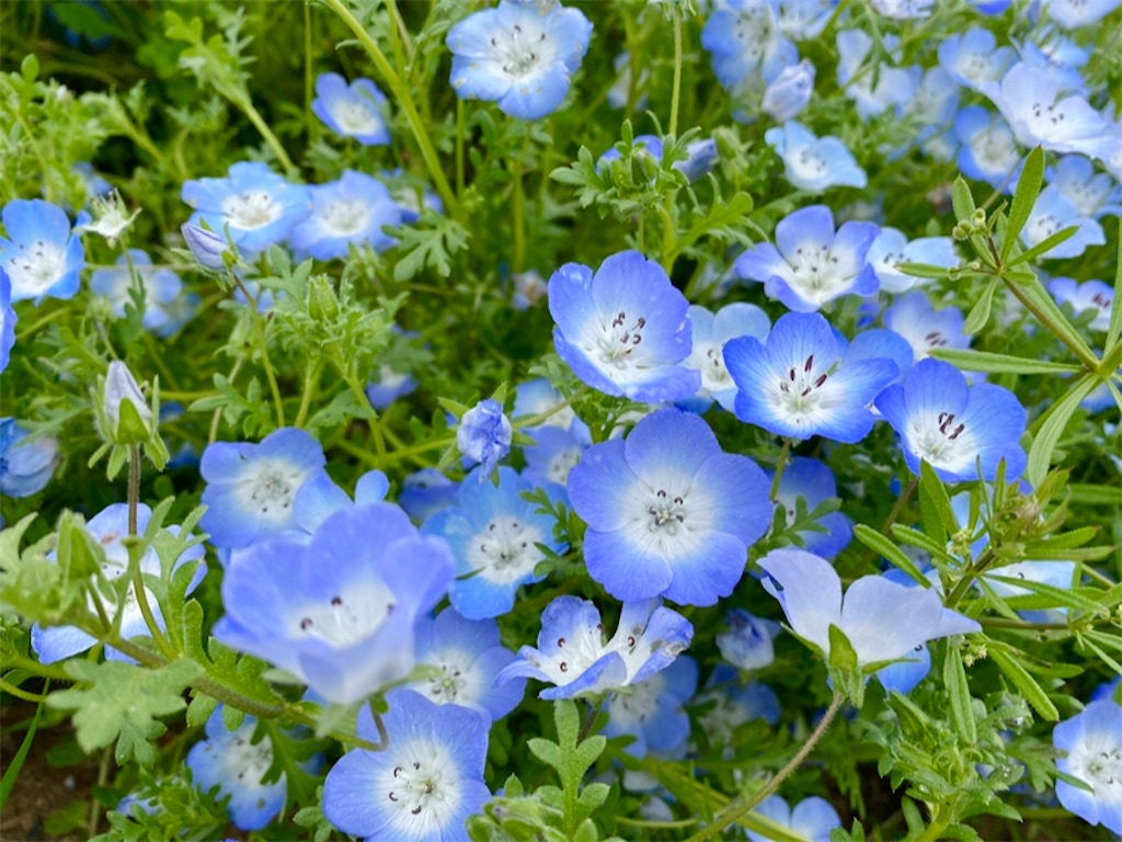 f:id:wakuwakushincha:20240501094431j:image f:id:wakuwakushincha:20240501094431j:image