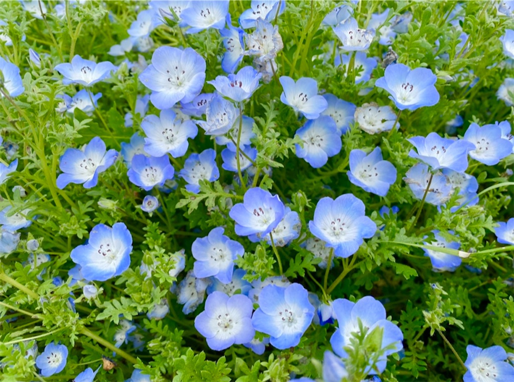 f:id:wakuwakushincha:20240501100509j:image f:id:wakuwakushincha:20240501100509j:image