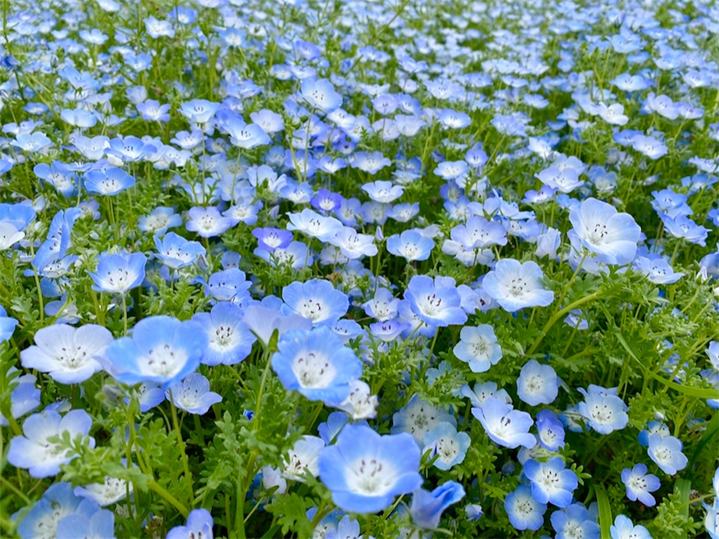 f:id:wakuwakushincha:20240501103105j:image f:id:wakuwakushincha:20240501103105j:image
