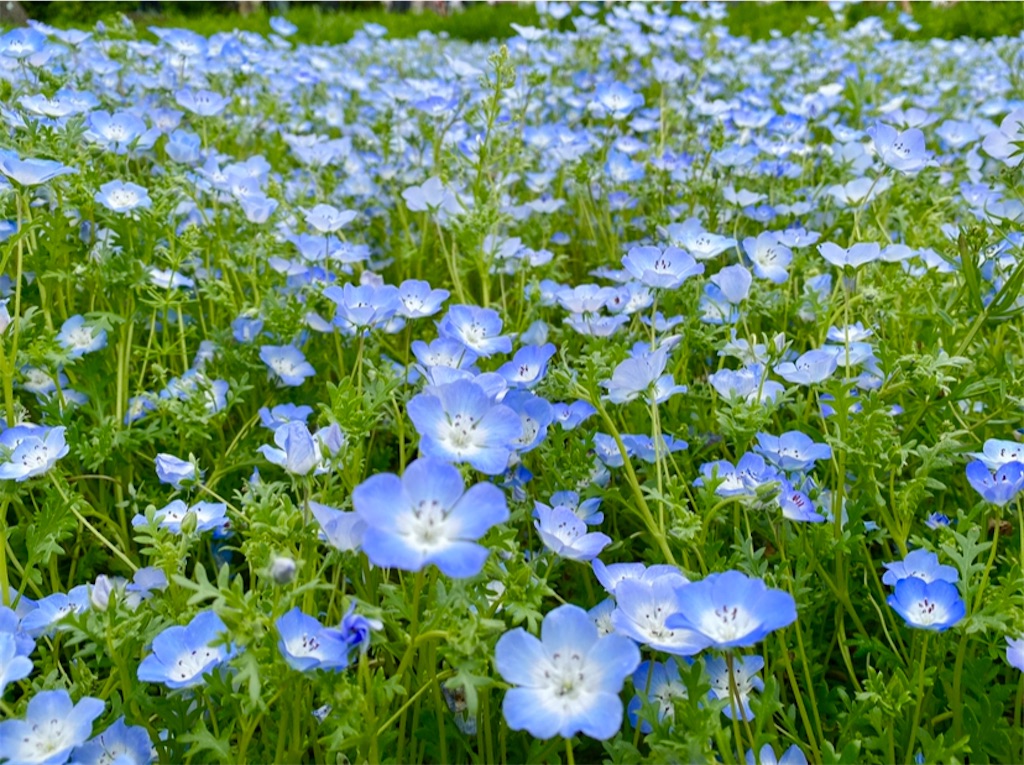f:id:wakuwakushincha:20240501103108j:image f:id:wakuwakushincha:20240501103108j:image