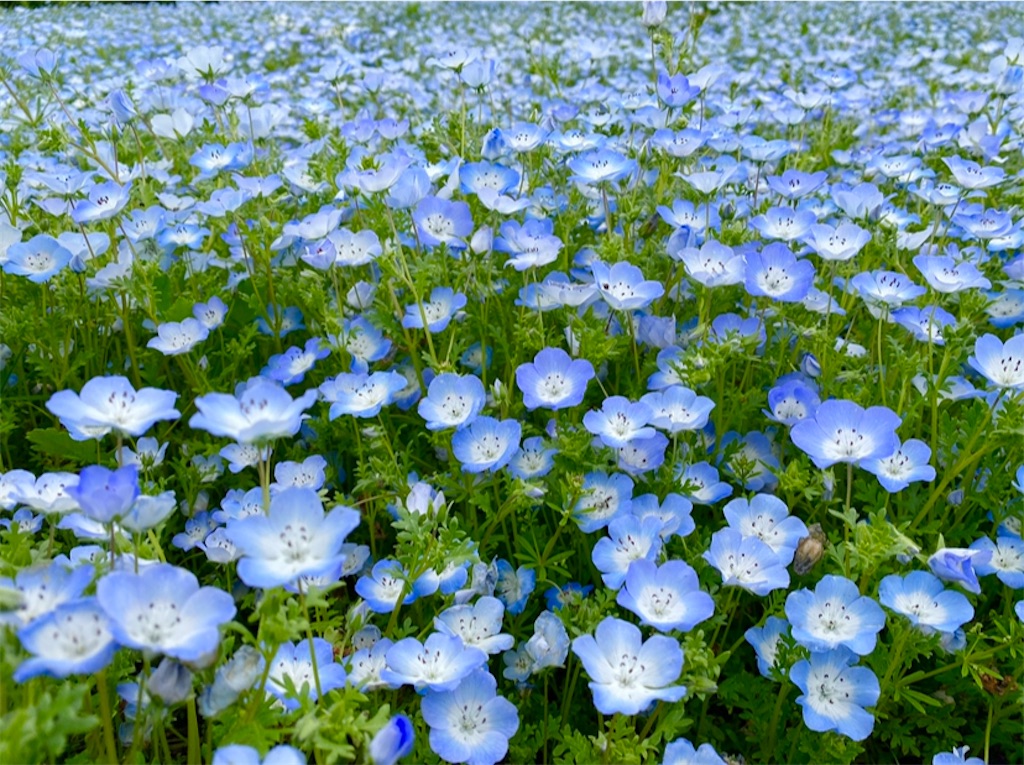 f:id:wakuwakushincha:20240501103203j:image f:id:wakuwakushincha:20240501103203j:image