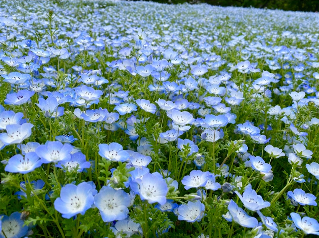f:id:wakuwakushincha:20240501103205j:image f:id:wakuwakushincha:20240501103205j:image