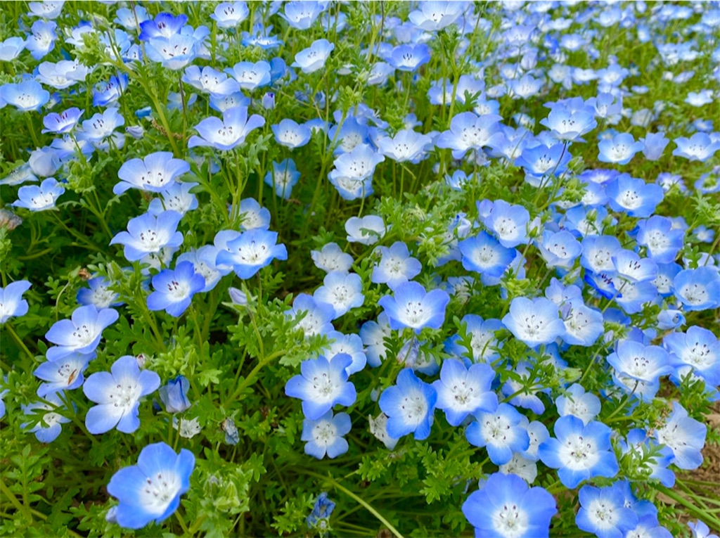f:id:wakuwakushincha:20240501103326j:image f:id:wakuwakushincha:20240501103326j:image