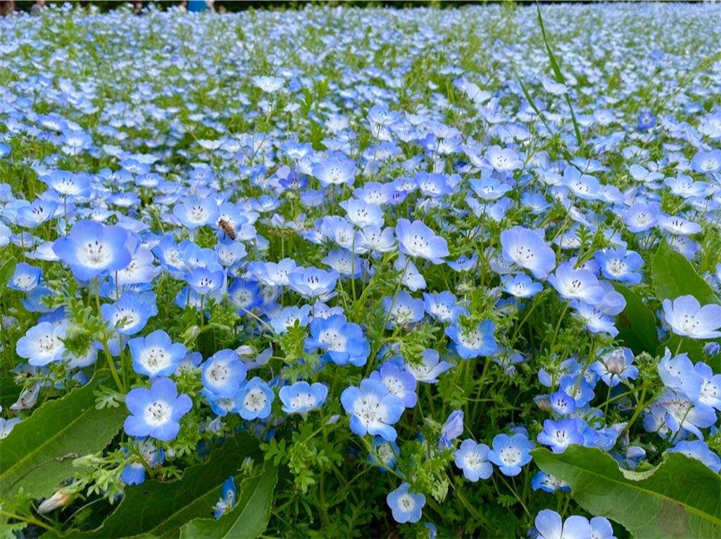 f:id:wakuwakushincha:20240501104940j:image f:id:wakuwakushincha:20240501104940j:image
