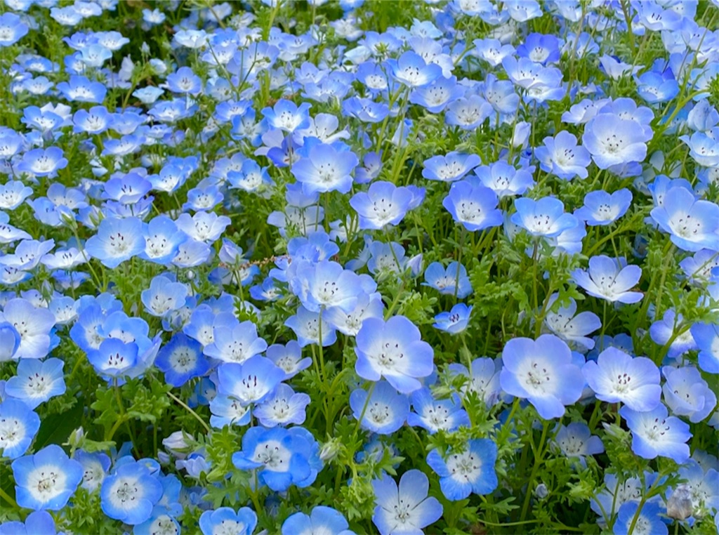 f:id:wakuwakushincha:20240501105029j:image f:id:wakuwakushincha:20240501105029j:image