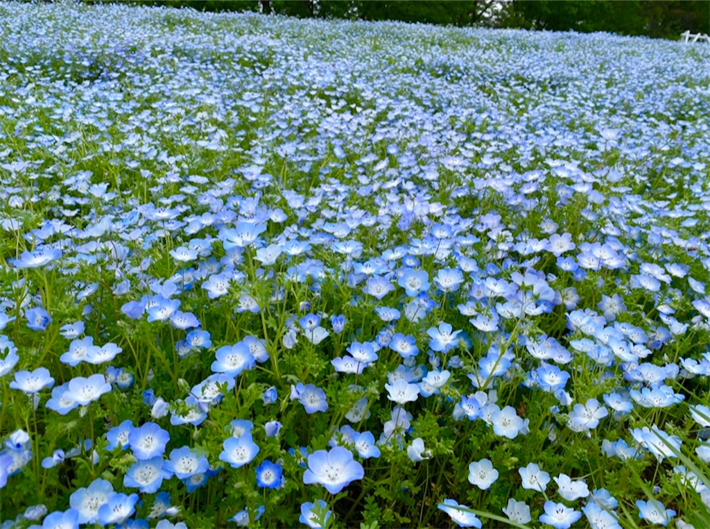f:id:wakuwakushincha:20240501105229j:image f:id:wakuwakushincha:20240501105229j:image