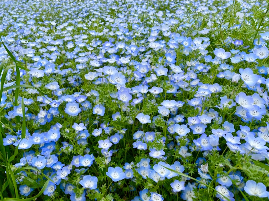 f:id:wakuwakushincha:20240501105231j:image f:id:wakuwakushincha:20240501105231j:image