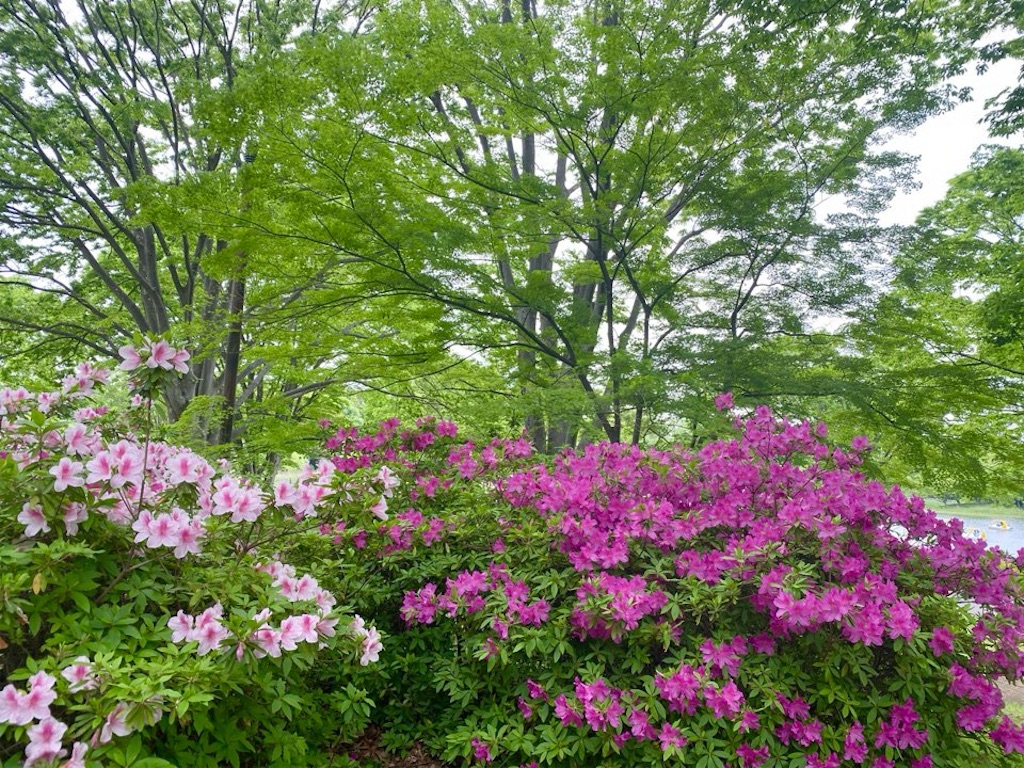 f:id:wakuwakushincha:20240512202741j:image
