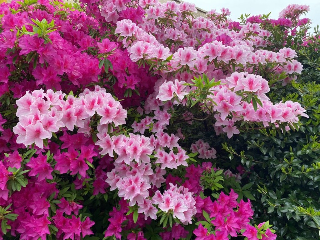 f:id:wakuwakushincha:20240512202744j:image