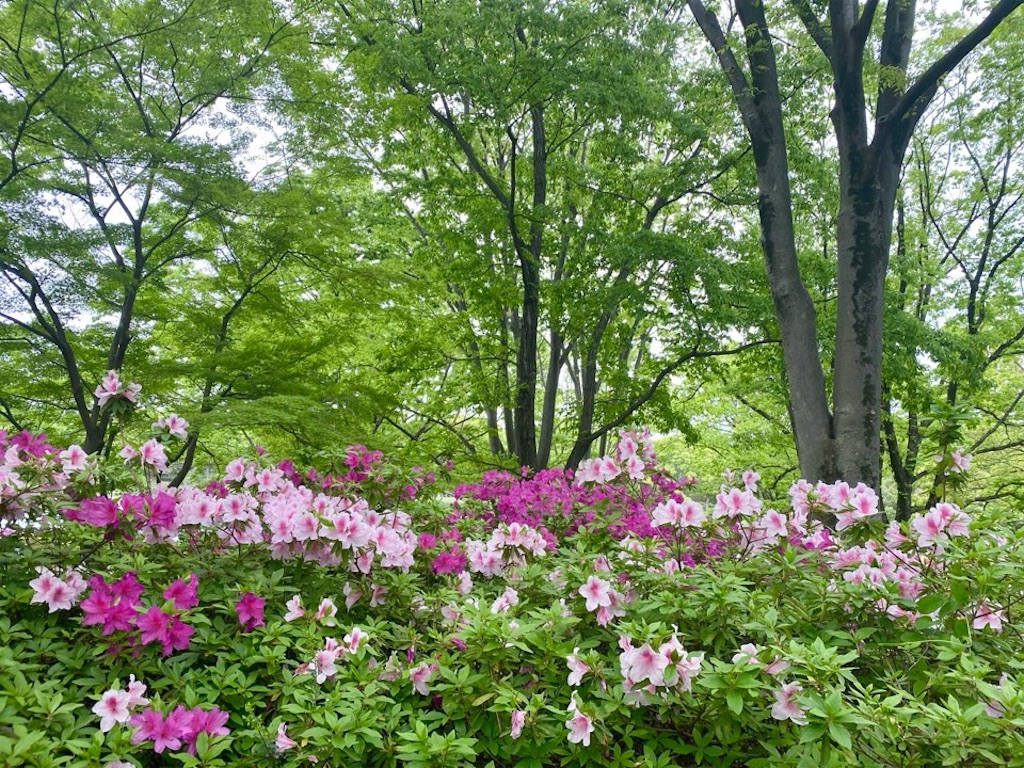 f:id:wakuwakushincha:20240512202750j:image