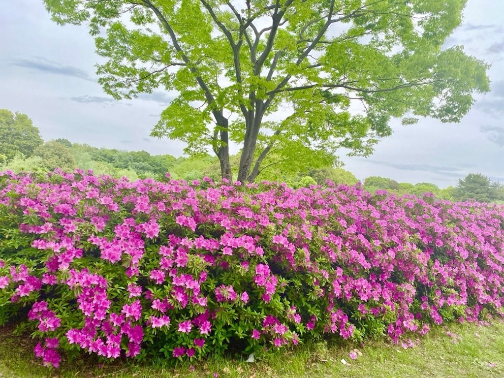 f:id:wakuwakushincha:20240512202753j:image