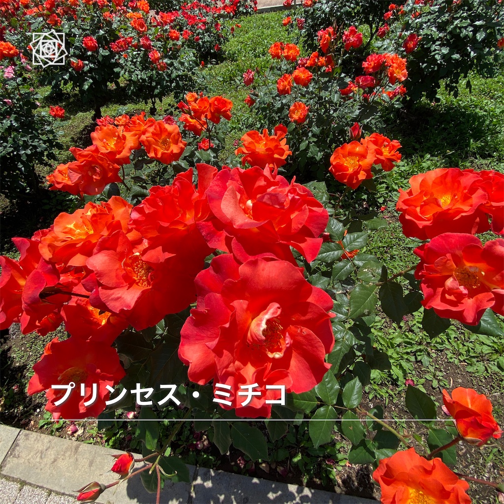 f:id:wakuwakushincha:20240517140114j:image