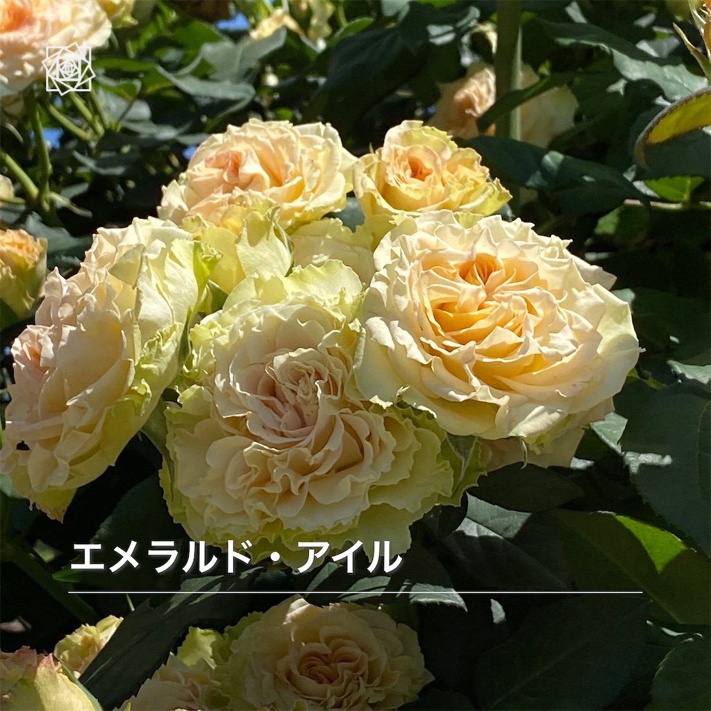 f:id:wakuwakushincha:20240517183620j:image