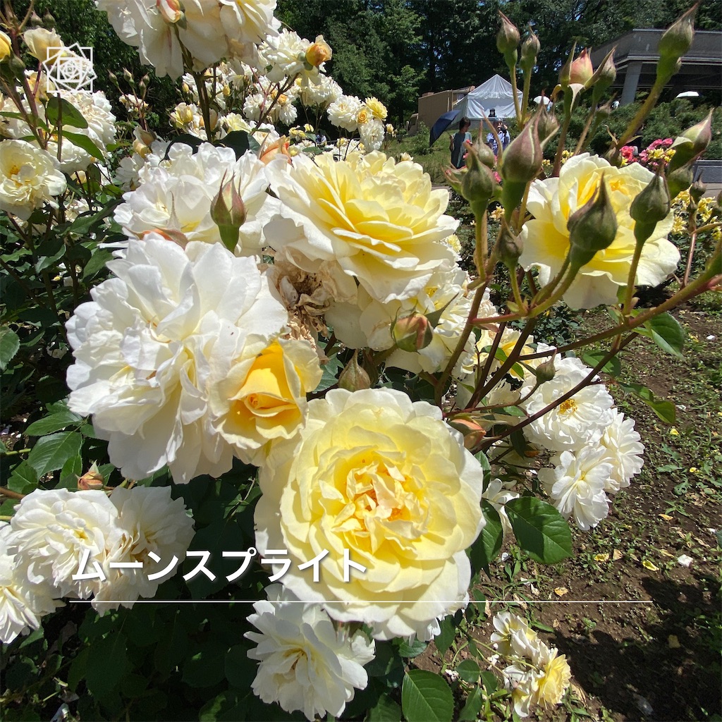 f:id:wakuwakushincha:20240517213740j:image