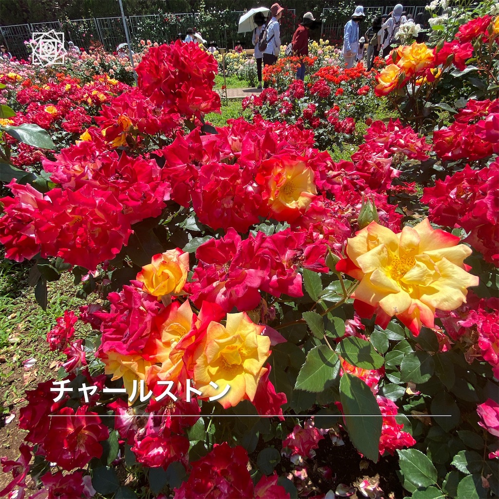 f:id:wakuwakushincha:20240517232257j:image