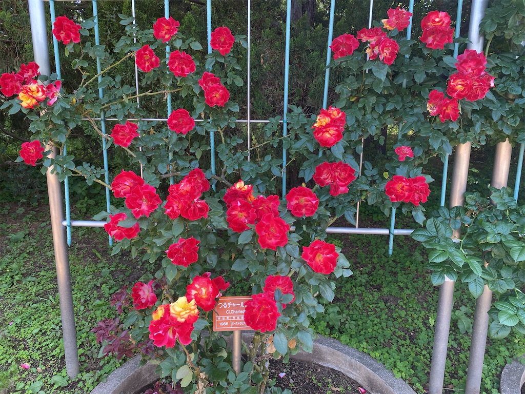 f:id:wakuwakushincha:20240517233257j:image