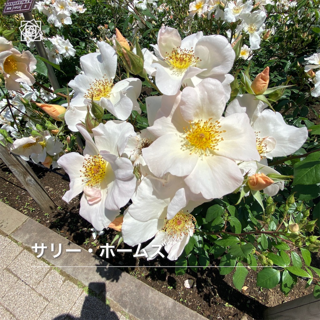 f:id:wakuwakushincha:20240518092806j:image f:id:wakuwakushincha:20240518092806j:image