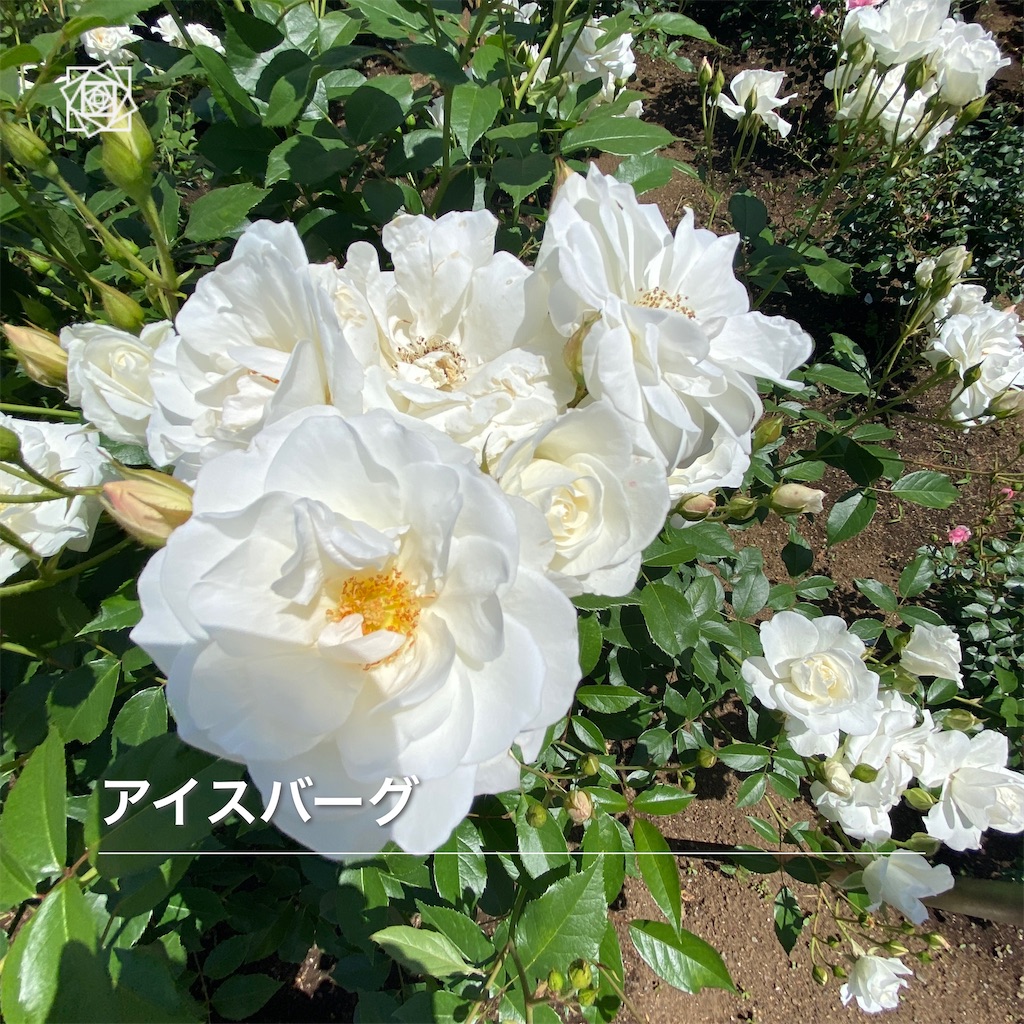 f:id:wakuwakushincha:20240518093442j:image