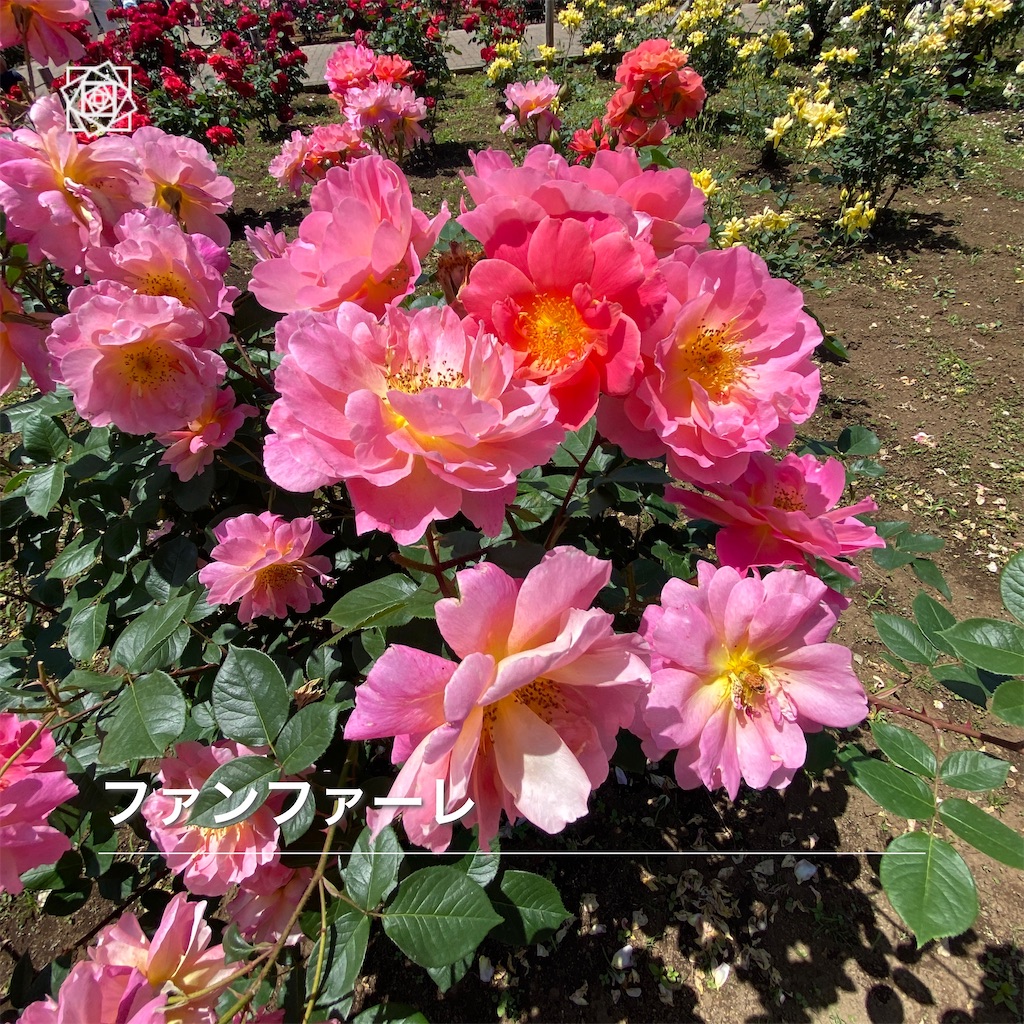 f:id:wakuwakushincha:20240518103940j:image