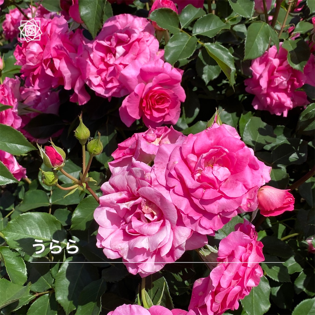 f:id:wakuwakushincha:20240518111221j:image