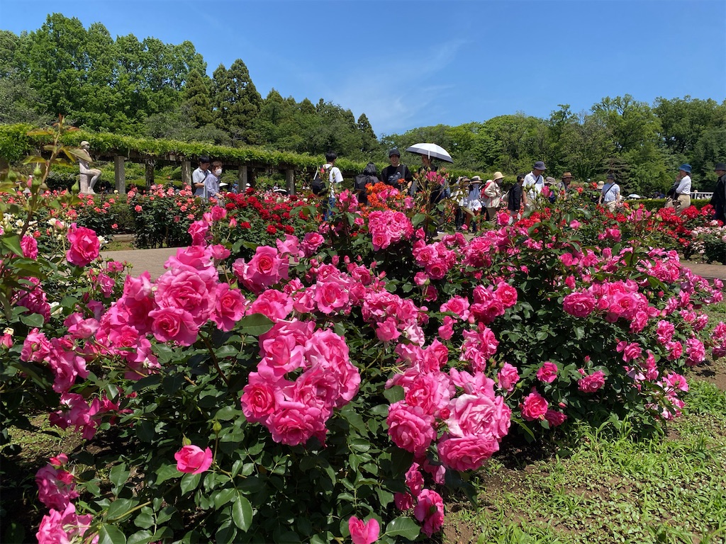 f:id:wakuwakushincha:20240518111318j:image f:id:wakuwakushincha:20240518111318j:image