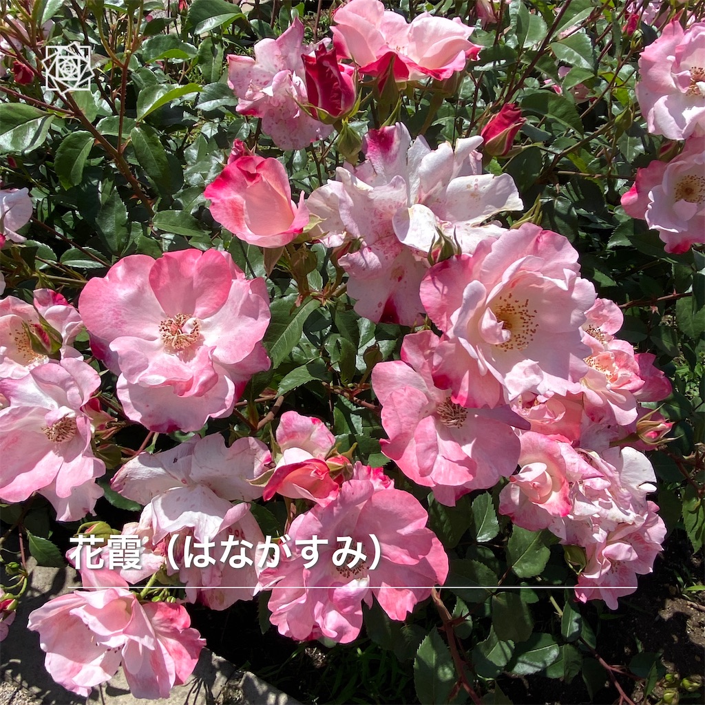 f:id:wakuwakushincha:20240518111648j:image