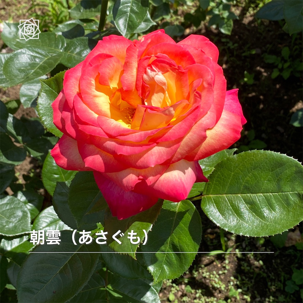 f:id:wakuwakushincha:20240518112121j:image