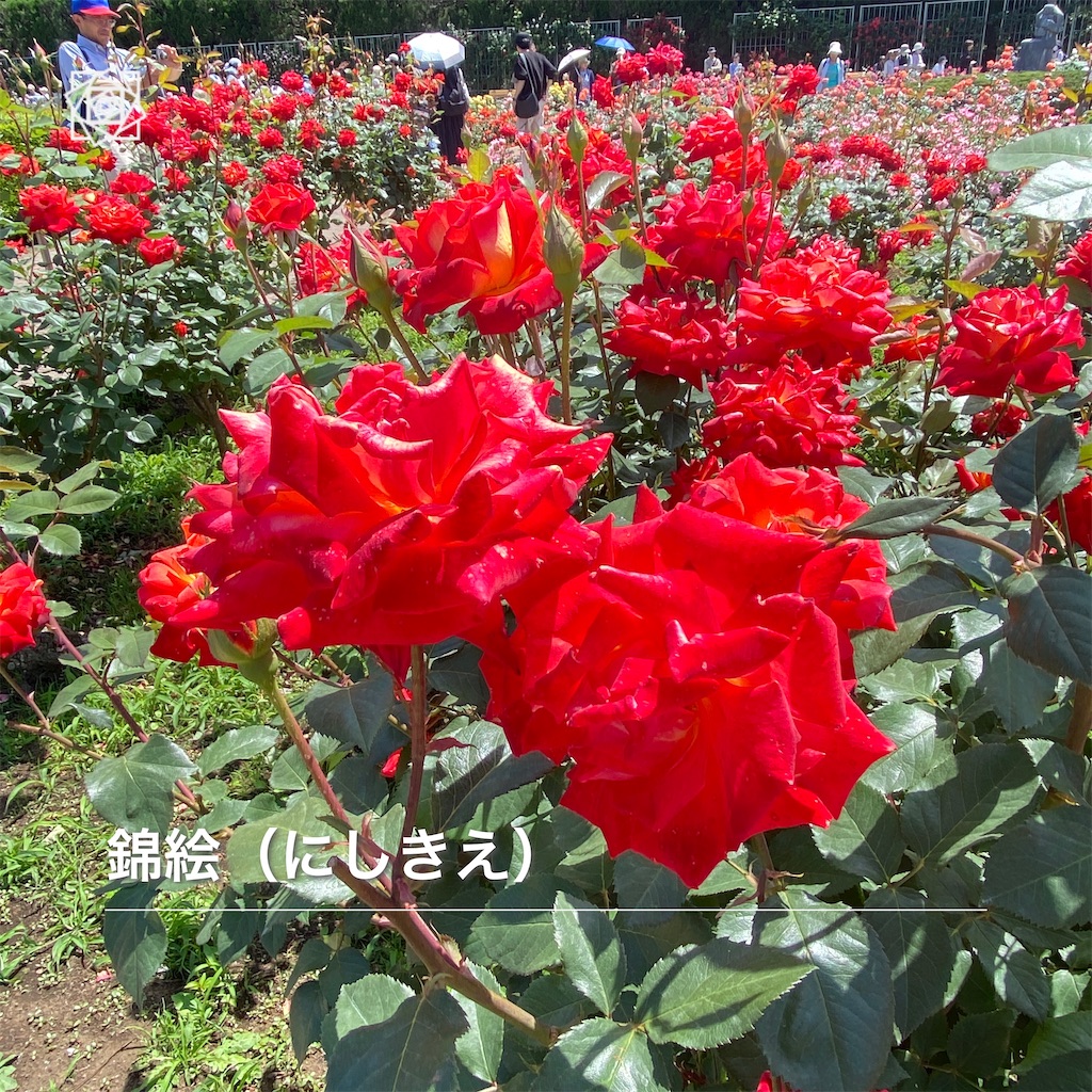 f:id:wakuwakushincha:20240518112902j:image